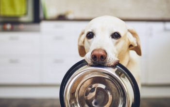 5 Jenis Makanan Anjing yang Perlu Diketahui